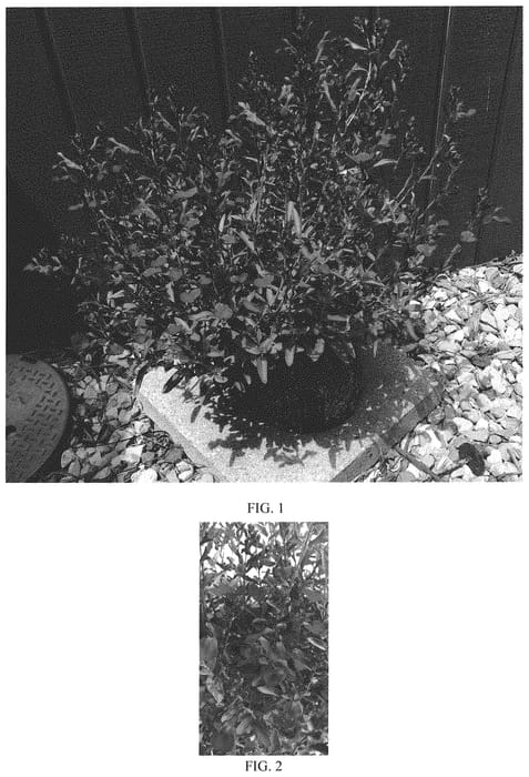Figure 1 of US plant patent PP33036, the photograph of Balmirleu printed in the patent.
