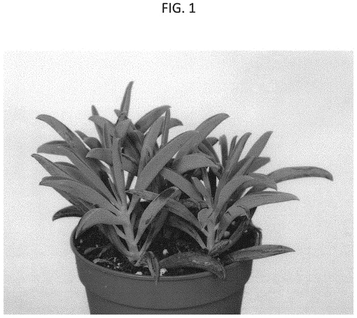 Figure 1 of US plant patent PP33037, the photograph of AMICU1909 printed in the patent.