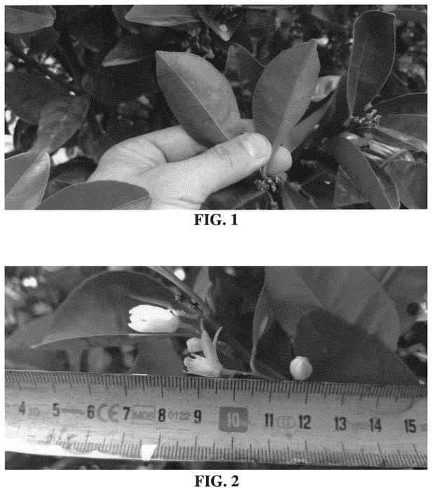Figure 1 of US plant patent PP33038, the photograph of Patensie Early printed in the patent.