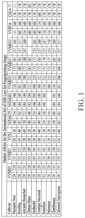 Figure 1 of US plant patent PP33039, the photograph of Paseante Noir printed in the patent.
