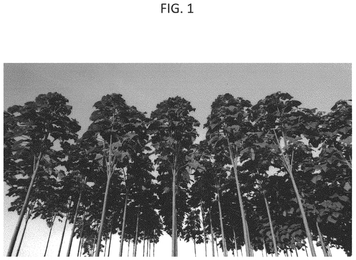 Figure 1 of US plant patent PP33040, the photograph of WEGROW-B7 printed in the patent.