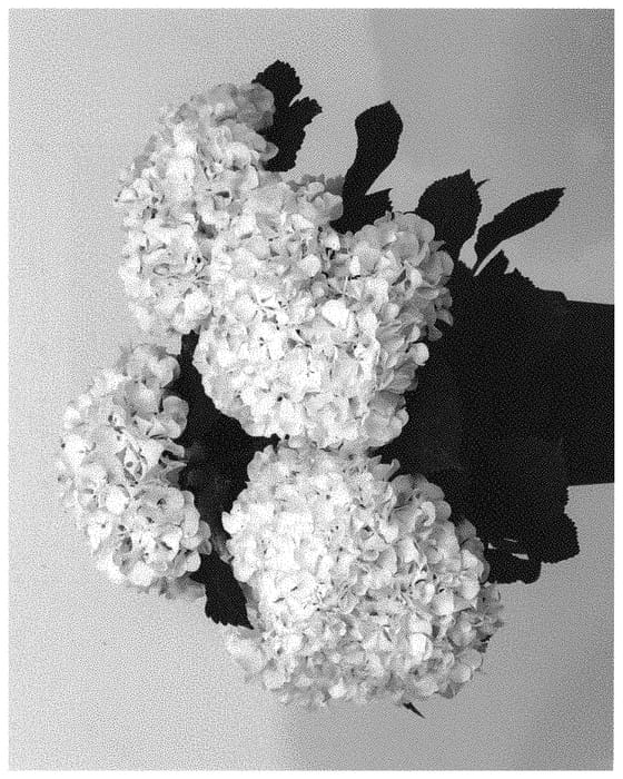 Figure 1 of US plant patent PP33041, the photograph of HIHAI printed in the patent.