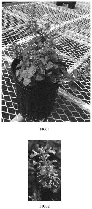 Figure 1 of US plant patent PP33042, the photograph of Balpurrlu printed in the patent.