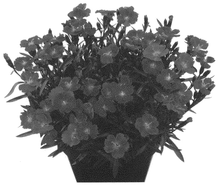 Figure 1 of US plant patent PP33043, the photograph of Hiltasha printed in the patent.