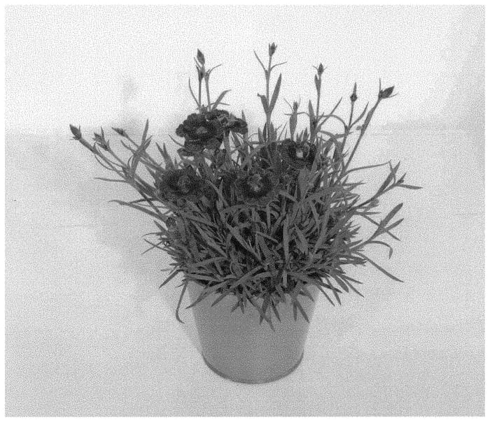 Figure 1 of US plant patent PP33044, the photograph of KLEDG18273 printed in the patent.