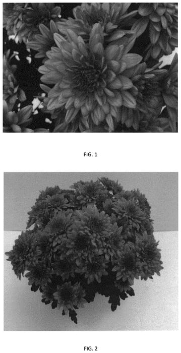 Figure 1 of US plant patent PP33045, the photograph of CIDZ0107 printed in the patent.