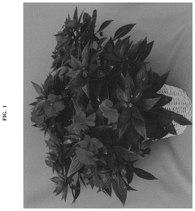 Figure 1 of US plant patent PP33046, the photograph of Dongimagma printed in the patent.