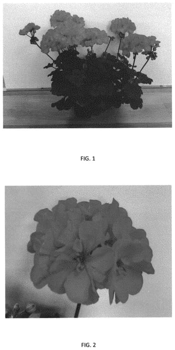 Figure 1 of US plant patent PP33047, the photograph of PEQZ0078 printed in the patent.