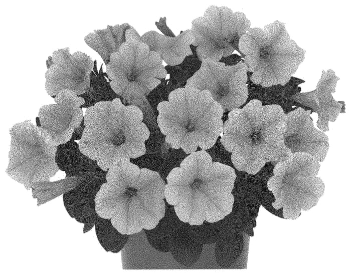 Figure 1 of US plant patent PP33048, the photograph of Dopetsweeye printed in the patent.