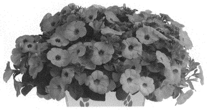 Figure 1 of US plant patent PP33049, the photograph of Dopetsweepika printed in the patent.