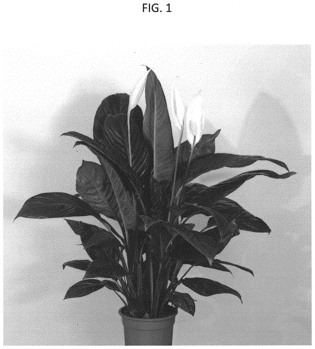 Figure 1 of US plant patent PP33050, the photograph of Sweet Isabella printed in the patent.