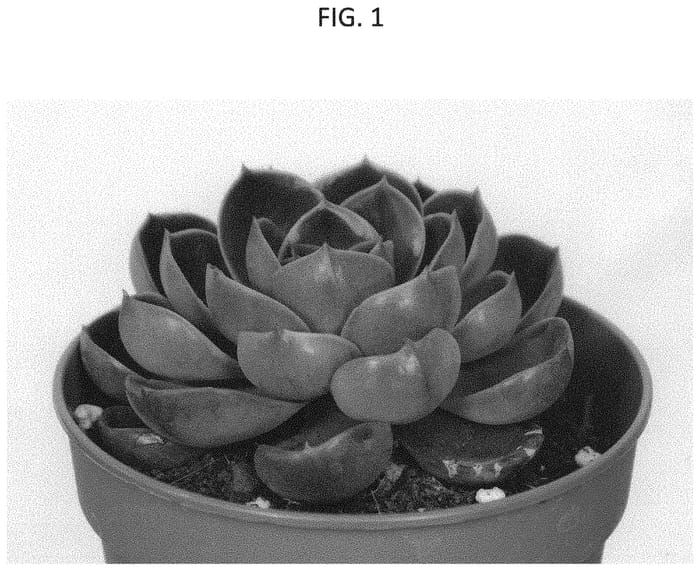 Figure 1 of US plant patent PP33051, the photograph of AMIECH1913 printed in the patent.