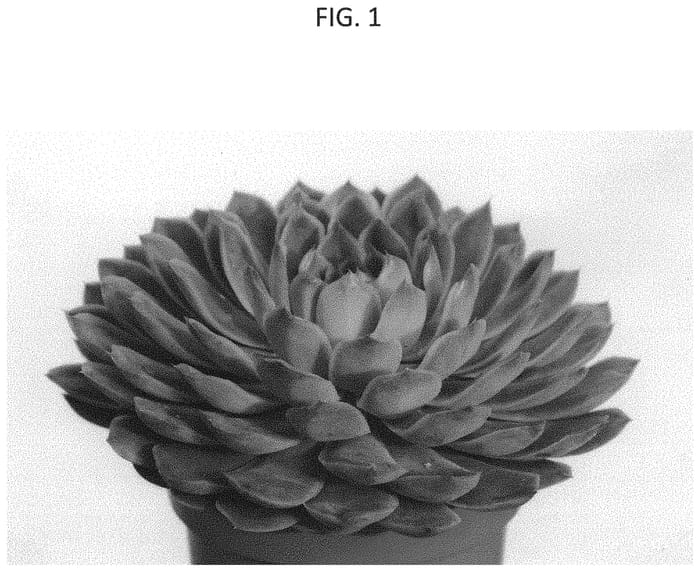Figure 1 of US plant patent PP33052, the photograph of OVPEARLS07 printed in the patent.