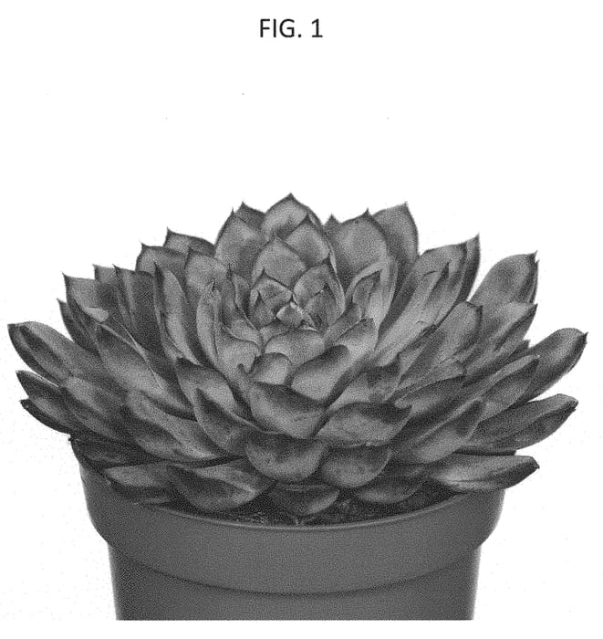 Figure 1 of US plant patent PP33053, the photograph of OVPEARLS05 printed in the patent.