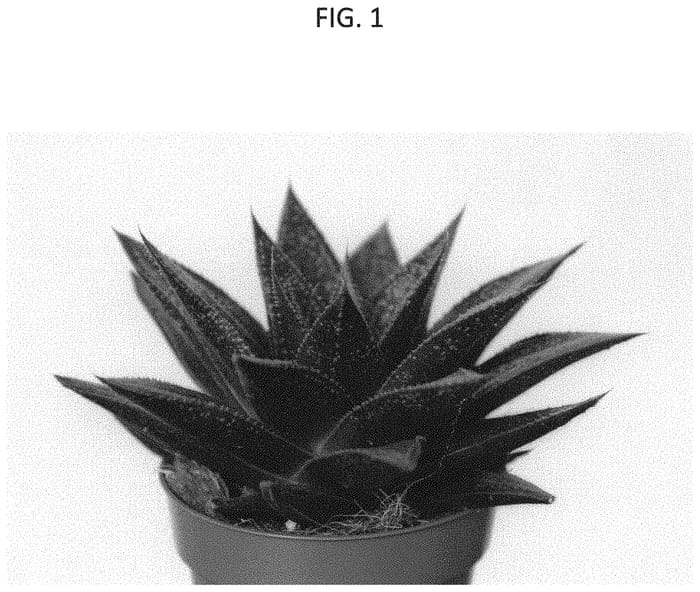 Figure 1 of US plant patent PP33054, the photograph of OVROCKS07 printed in the patent.