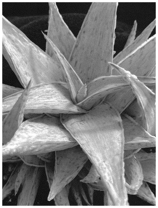 Figure 1 of US plant patent PP33055, the photograph of SNOW DRIFT printed in the patent.