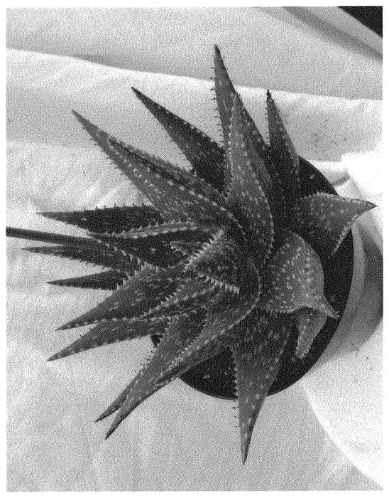 Figure 1 of US plant patent PP33056, the photograph of ALLIGATOR printed in the patent.