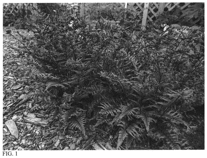 Figure 1 of US plant patent PP33057, the photograph of Crested Surf printed in the patent.