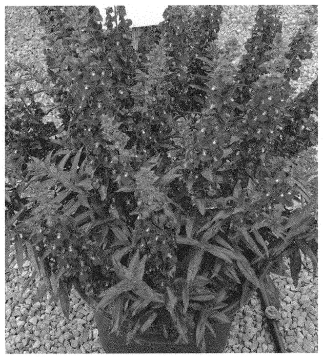Figure 1 of US plant patent PP33058, the photograph of Ansublu021 printed in the patent.