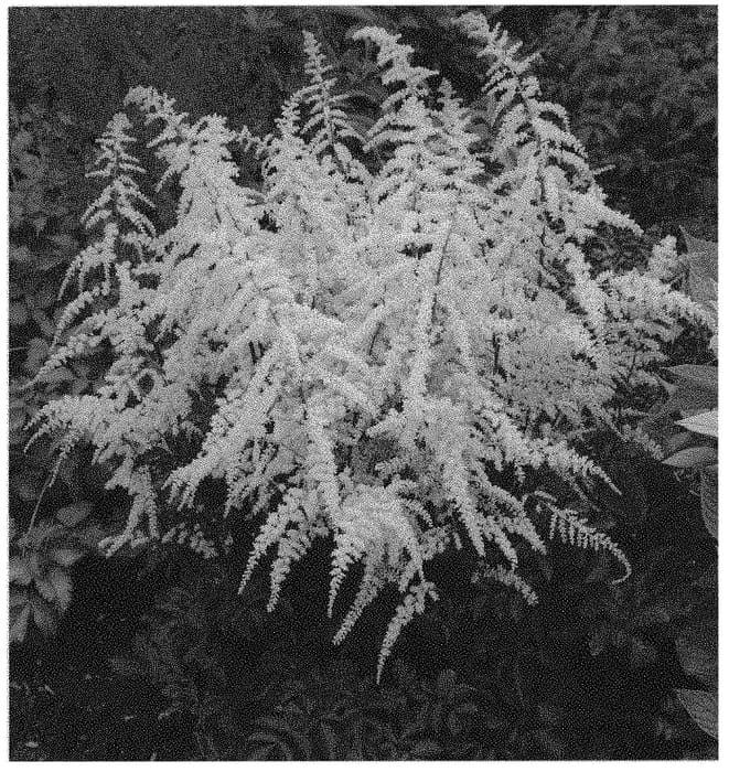 Figure 1 of US plant patent PP33059, the photograph of Moccachino printed in the patent.