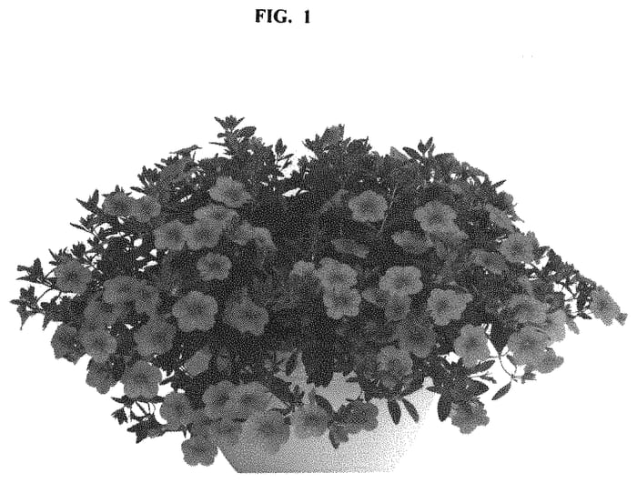 Figure 1 of US plant patent PP33060, the photograph of Docalalclepi printed in the patent.