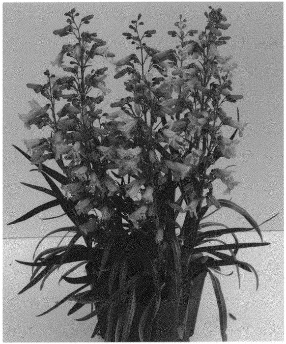 Figure 1 of US plant patent PP33061, the photograph of Dopensprispin printed in the patent.