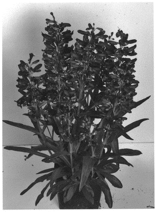 Figure 1 of US plant patent PP33062, the photograph of Dopensprislipur printed in the patent.