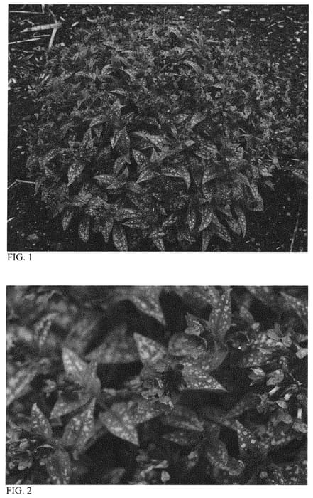 Figure 1 of US plant patent PP33063, the photograph of Spot On printed in the patent.