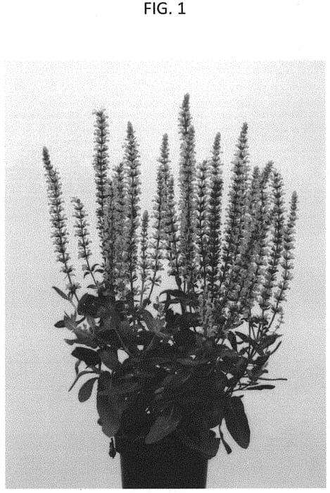 Figure 1 of US plant patent PP33064, the photograph of GRUSALVUL printed in the patent.