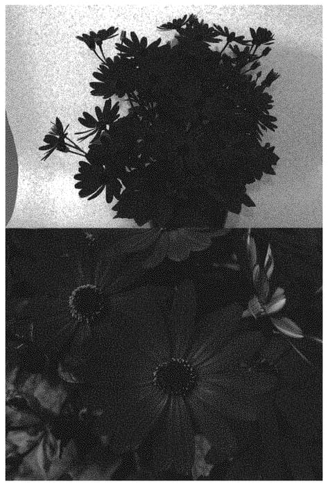 Figure 1 of US plant patent PP33065, the photograph of Sunsenehaha printed in the patent.