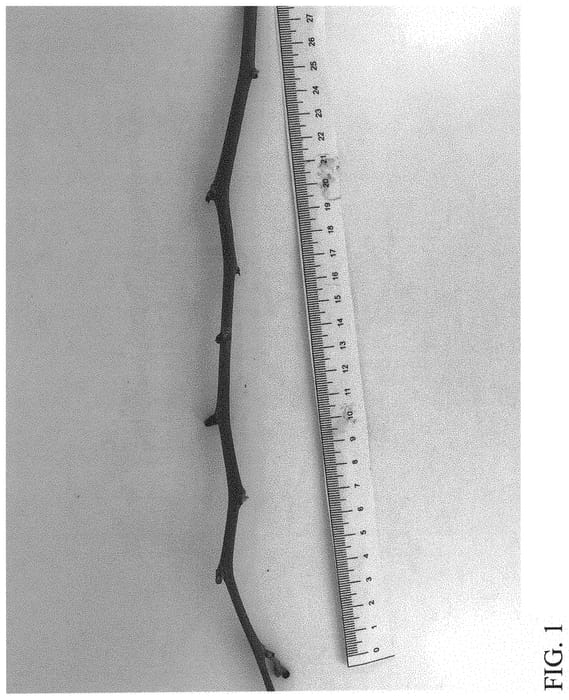 Figure 1 of US plant patent PP33066, the photograph of DrisBlueTwentyTwo printed in the patent.