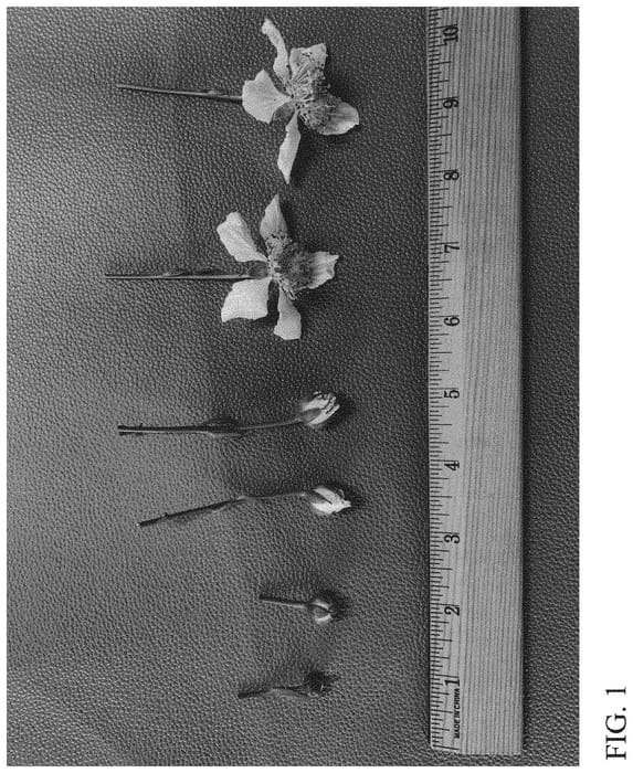 Figure 1 of US plant patent PP33067, the photograph of DrisBlackTwentyThree printed in the patent.