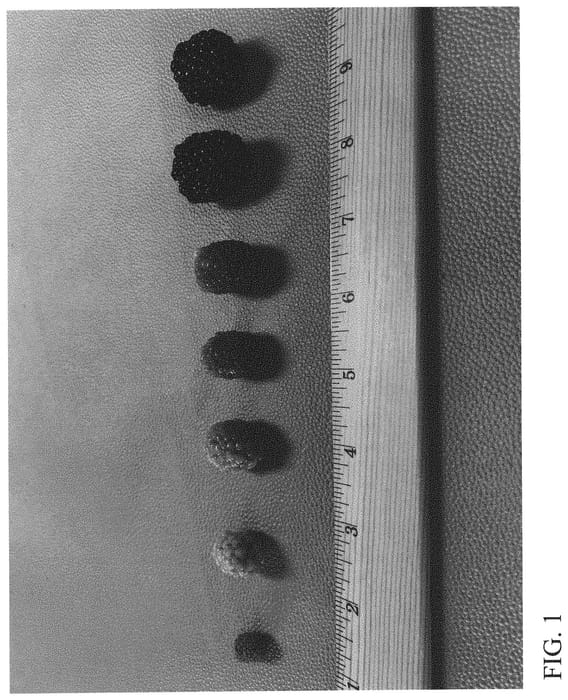 Figure 1 of US plant patent PP33068, the photograph of DrisBlackTwentyTwo printed in the patent.