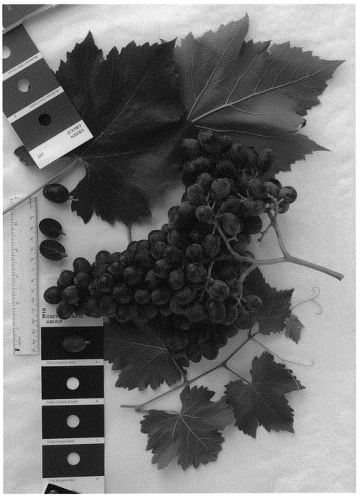 Figure 1 of US plant patent PP33069, the photograph of IFG Forty-four printed in the patent.