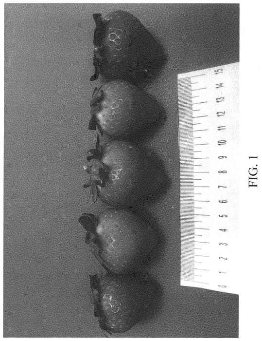 Figure 1 of US plant patent PP33070, the photograph of DrisStrawEightyTwo printed in the patent.