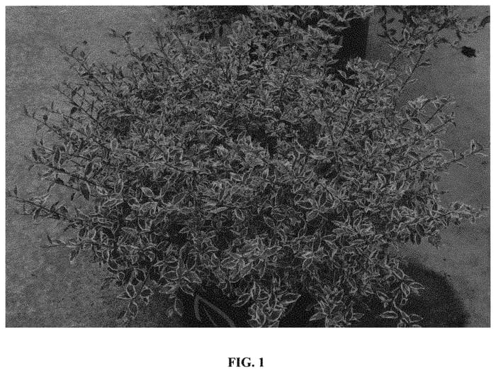 Figure 1 of US plant patent PP33071, the photograph of Bailbeliaone printed in the patent.