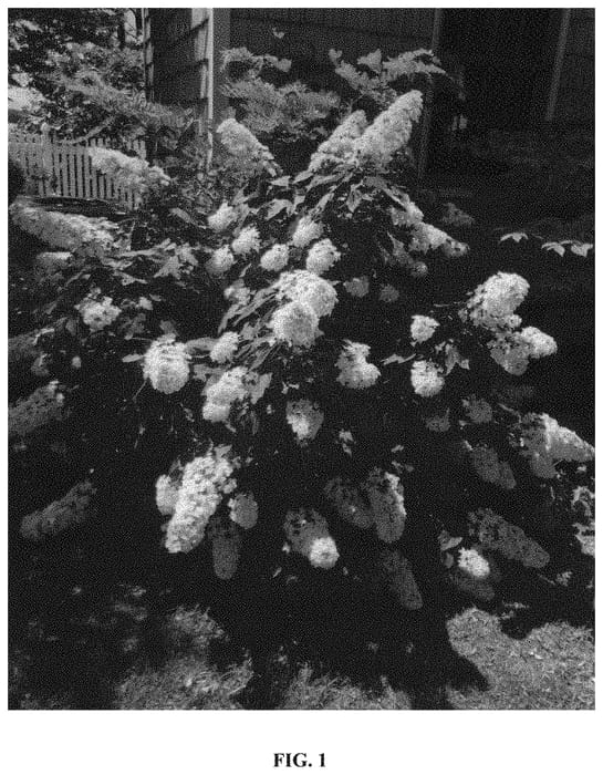 Figure 1 of US plant patent PP33072, the photograph of Snowcicle printed in the patent.