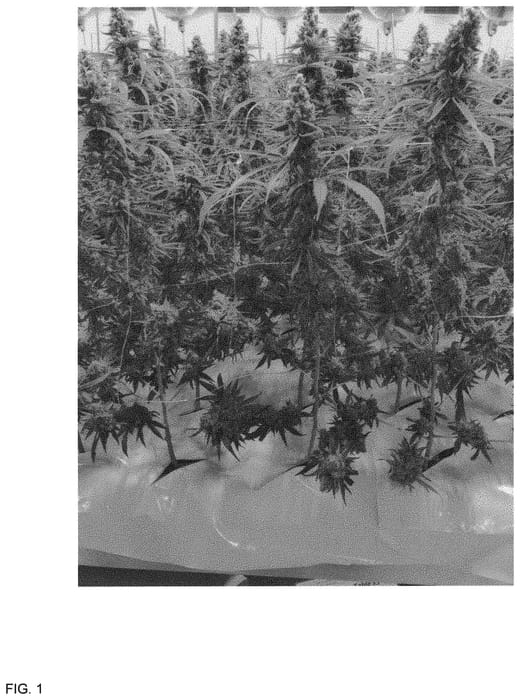 Figure 1 of US plant patent PP33073, the photograph of MR2018002 printed in the patent.