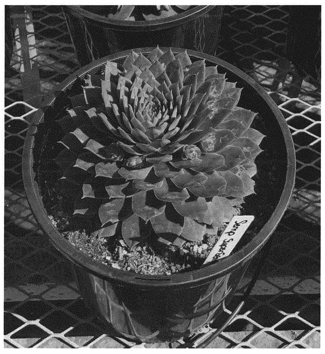 Figure 1 of US plant patent PP33074, the photograph of Ruby printed in the patent.