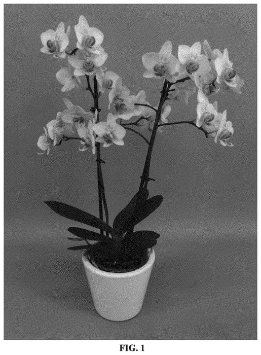 Figure 1 of US plant patent PP33075, the photograph of PHALHINDEK printed in the patent.