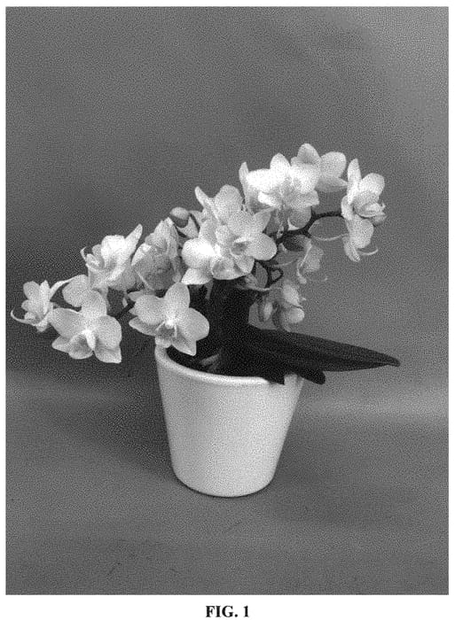 Figure 1 of US plant patent PP33076, the photograph of PHALSIRVGE printed in the patent.