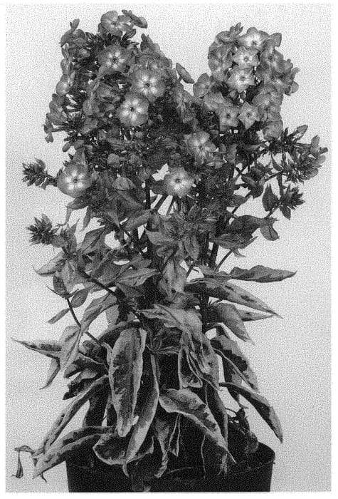 Figure 1 of US plant patent PP33077, the photograph of Olympus printed in the patent.