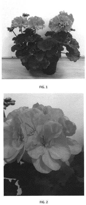 Figure 1 of US plant patent PP33078, the photograph of PEQZ0079 printed in the patent.