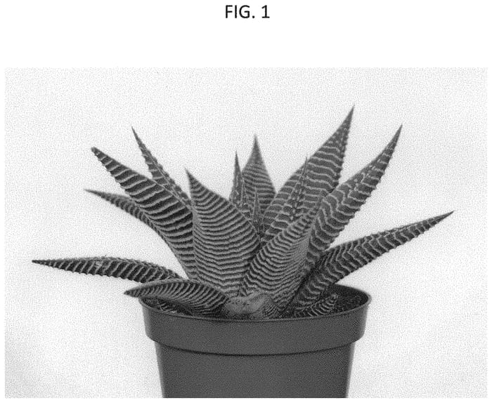 Figure 1 of US plant patent PP33079, the photograph of LOCK02 printed in the patent.