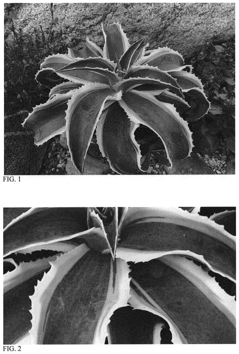 Figure 1 of US plant patent PP33080, the photograph of Bridal Falls printed in the patent.