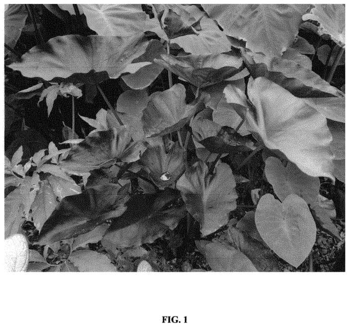 Figure 1 of US plant patent PP33081, the photograph of Tea Party printed in the patent.