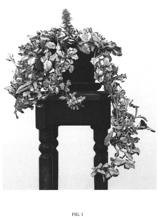 Figure 1 of US plant patent PP33082, the photograph of ASAAJ3 printed in the patent.