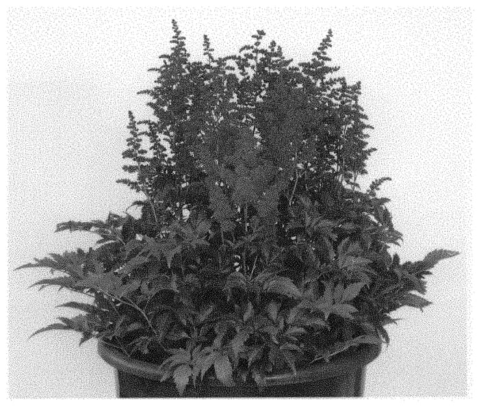 Figure 1 of US plant patent PP33083, the photograph of Lucy printed in the patent.