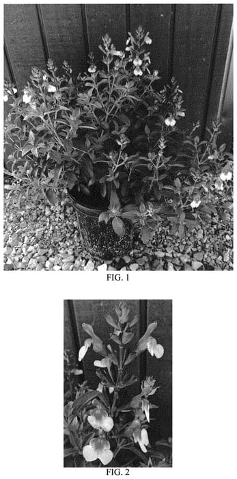 Figure 1 of US plant patent PP33084, the photograph of Balmirrobi printed in the patent.