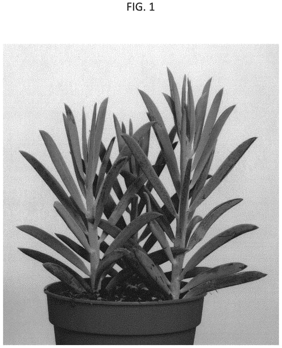 Figure 1 of US plant patent PP33085, the photograph of AMICU1907 printed in the patent.